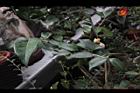 Camellia sp00.JPG